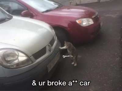 The cat song