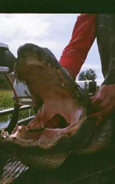 Alligator wigglegram