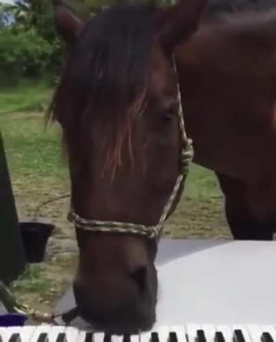 Least talented horse from Saint Denis 