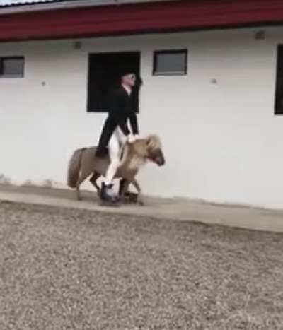 Get ready for a horse ride