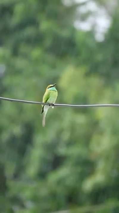 A birdie in the rain.