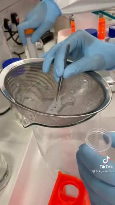 How to wash your ticks