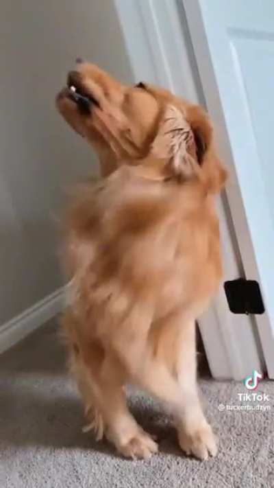 Golden has the rizz