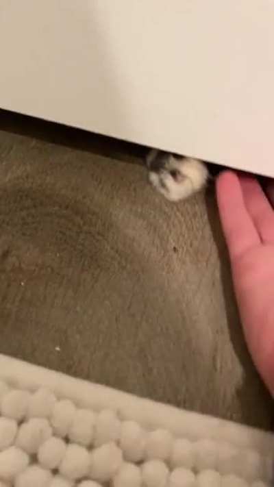 I’m allergic so Stella can’t be in my personal bathroom. She takes a personal offense to this!