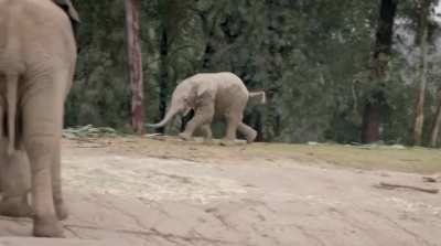 The only thing cuter than a baby elephant running is a baby elephant running and falling down
