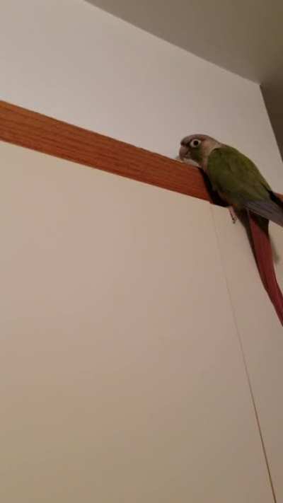 MissionBirb