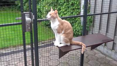 Maia tries to open catio door then starts chirping at a bird