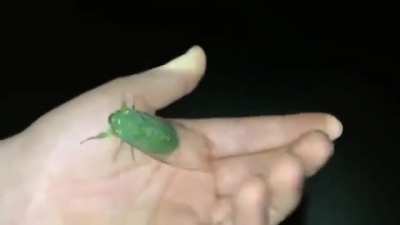 iNsEcT fLuNg tO iTs DeAtH