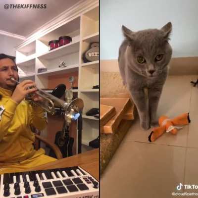 Cat's Got Talent 🎺 🐈‍⬛