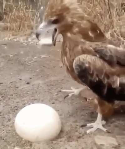 🔥 This eagle has a unique way of getting to the good part of an egg. 🔥