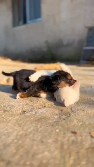 Little friends