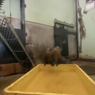 Otter did a magic trick and disappeared