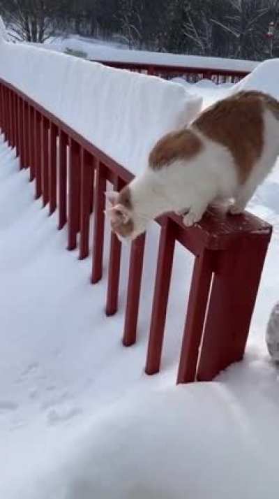 Kitty go bye bye