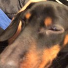 Dachshund