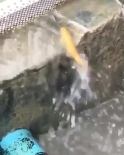 Going to get them shock arrows