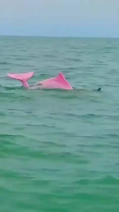 Pink Dolphins in China making a comeback because of Covid reducing river traffic