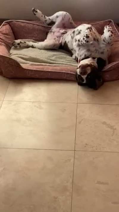 Woof