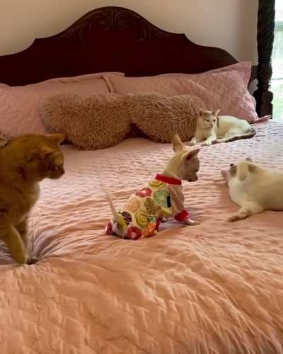 Bonus cat toy