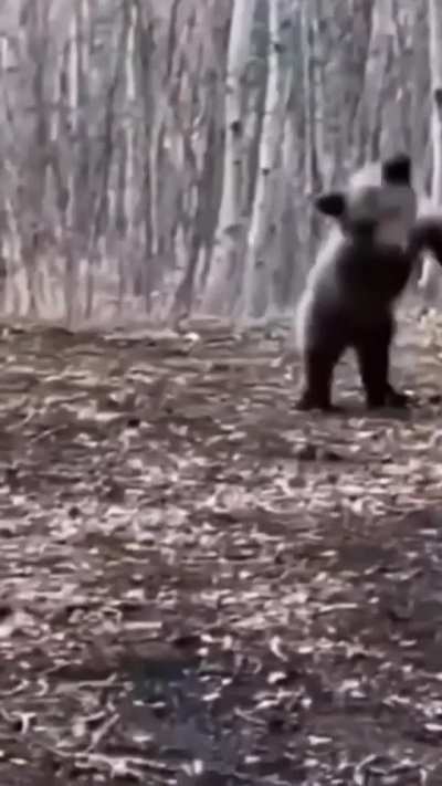 A terrifying display of intimidation