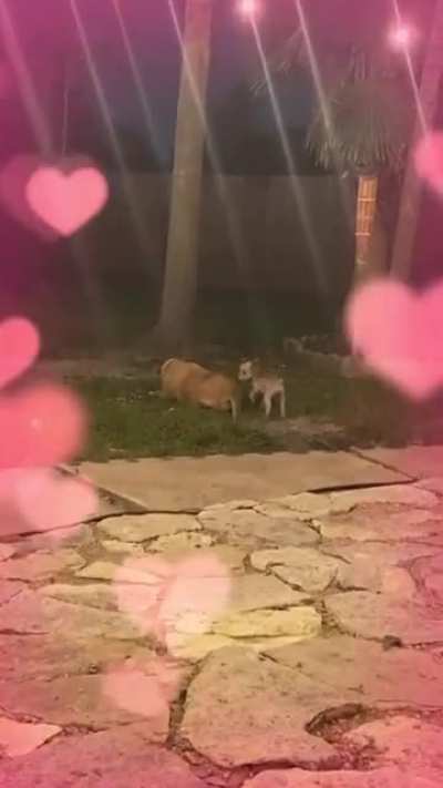 Love is in the air