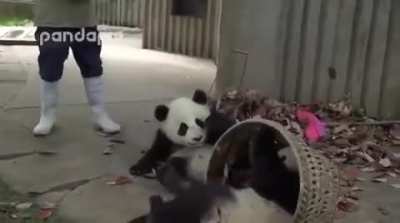 To rake leaves.