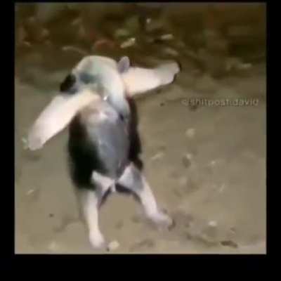 I'm 15 and this is yeet