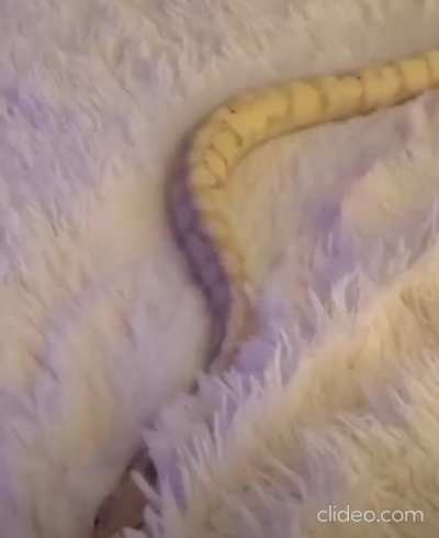 A Snake without Traction