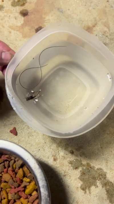 Not the cricket, obviously.