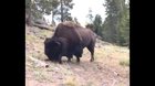 cursed-bison