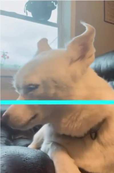 How to turn your husky into chihuahua in 5 seconds