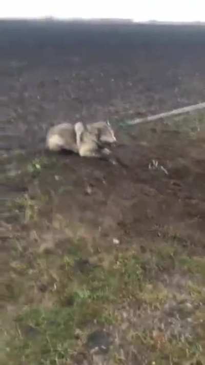 Saving a trapped timber wolf.