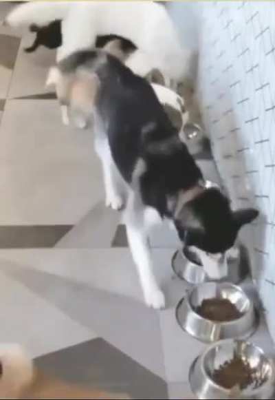 Dog food intensifies