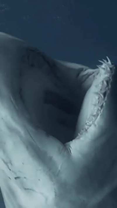 Great White showin its weapons