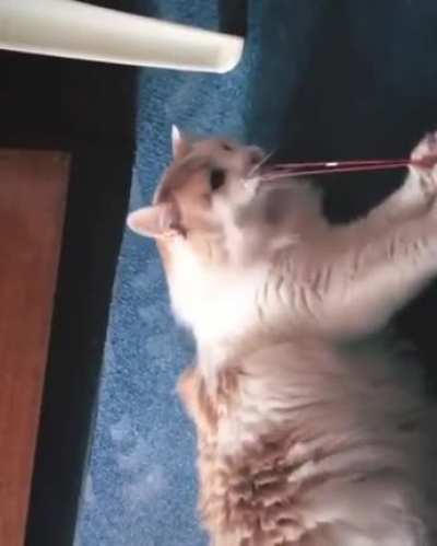 Любимая игрушка котофея
