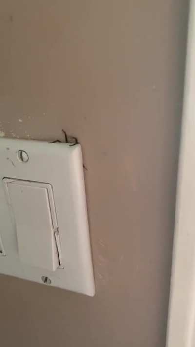 This spider behind a light switch