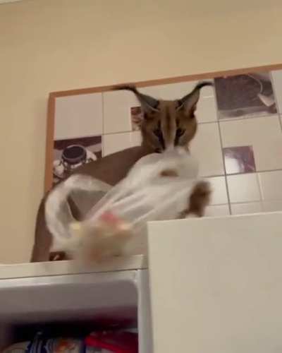 Floopa Thief