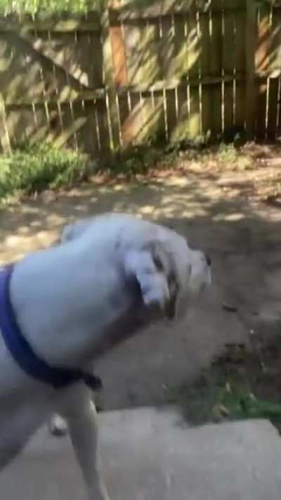 Bro let your dog in😭