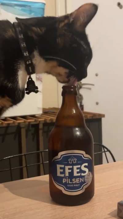 Drunk turkish cat