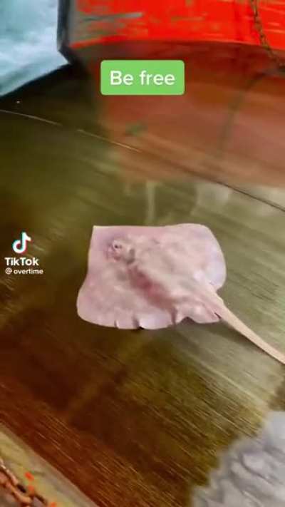 My stingray people need me