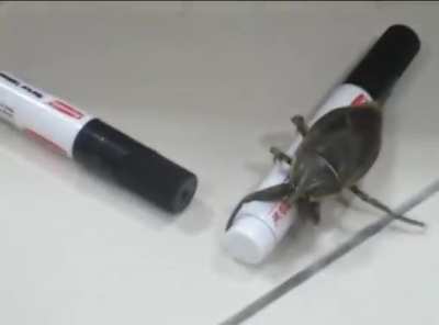 Bug