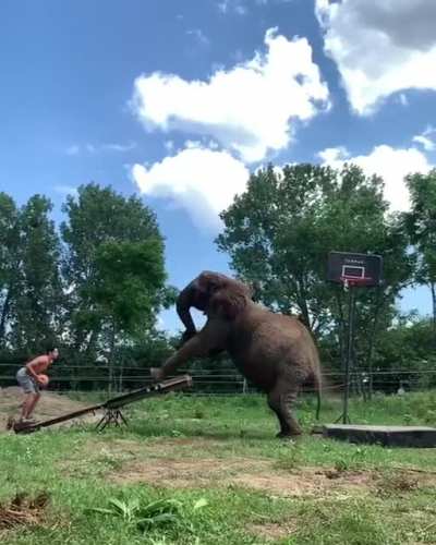 Man does tricks with a elephant