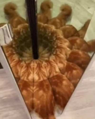 This cat playing with a mirror.