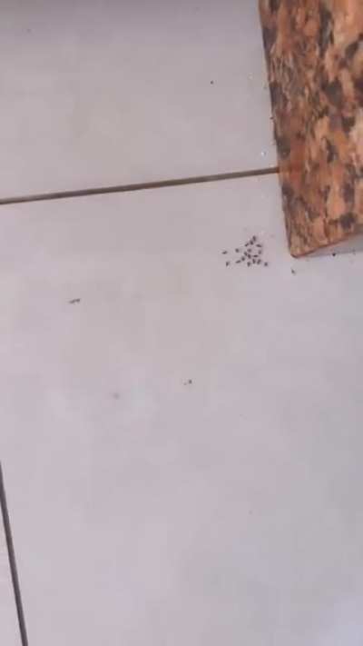 Crush ants