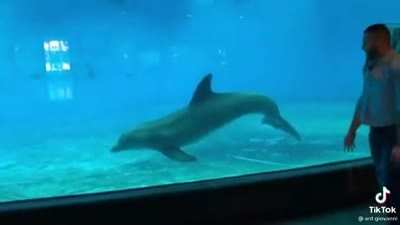 Dolphins are such simple and beautiful creatures.