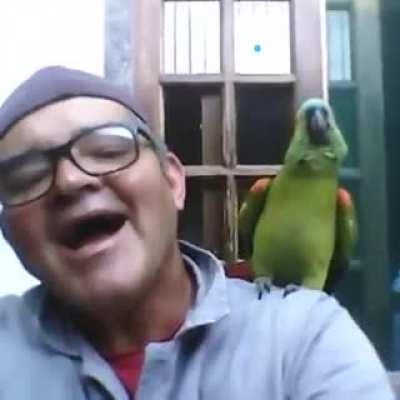 Angry bird