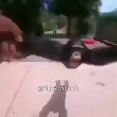 XD