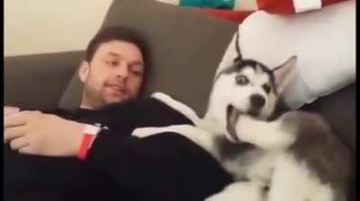 Husky puppy has 