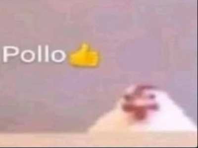 Pollo