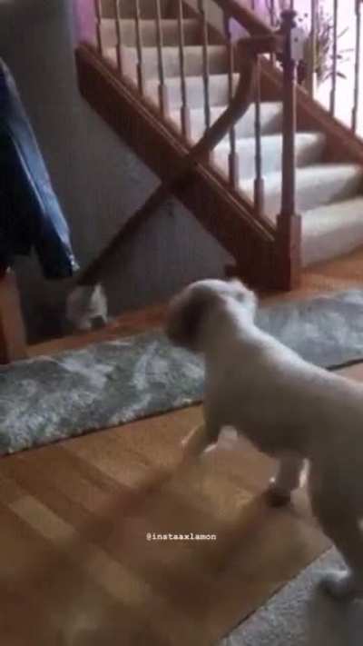 Cat here is a bit loco...