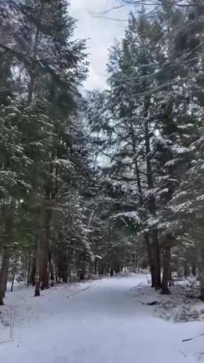 Nova enjoying a walk in the snow (Oromocto, NB CANADA)